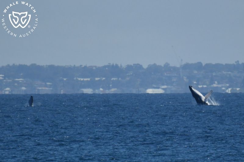 Whale Watch Western Australia