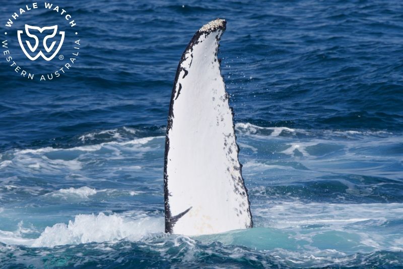 Whale Watch Western Australia
