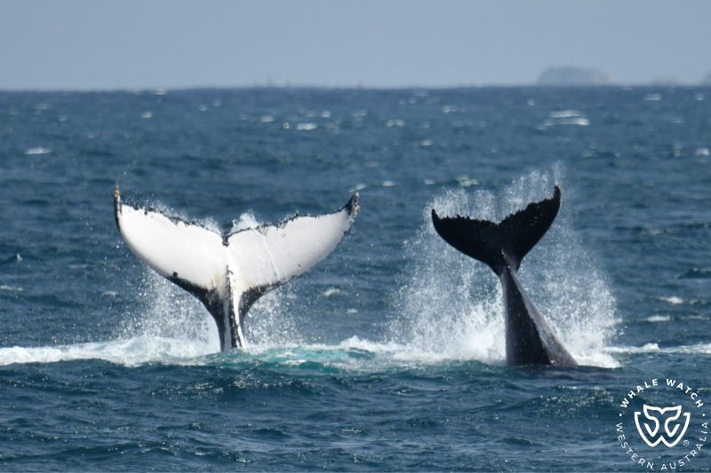Whale Watch Western Australia