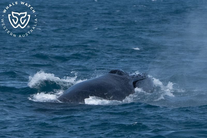 Whale Watch Western Australia