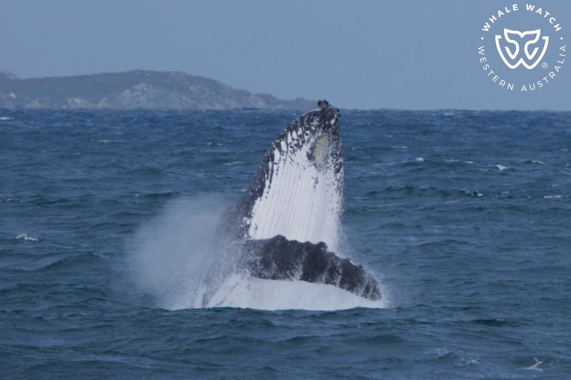 Whale Watch Western Australia