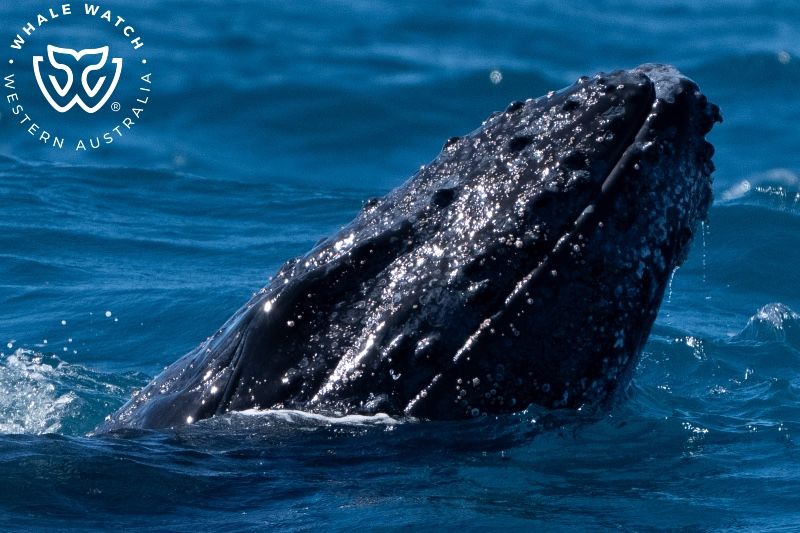 Whale Watch Western Australia