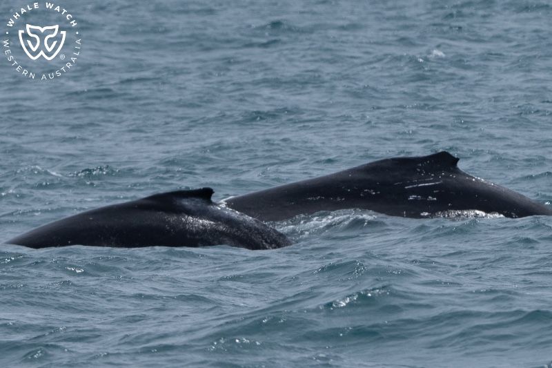 Whale Watch Western Australia
