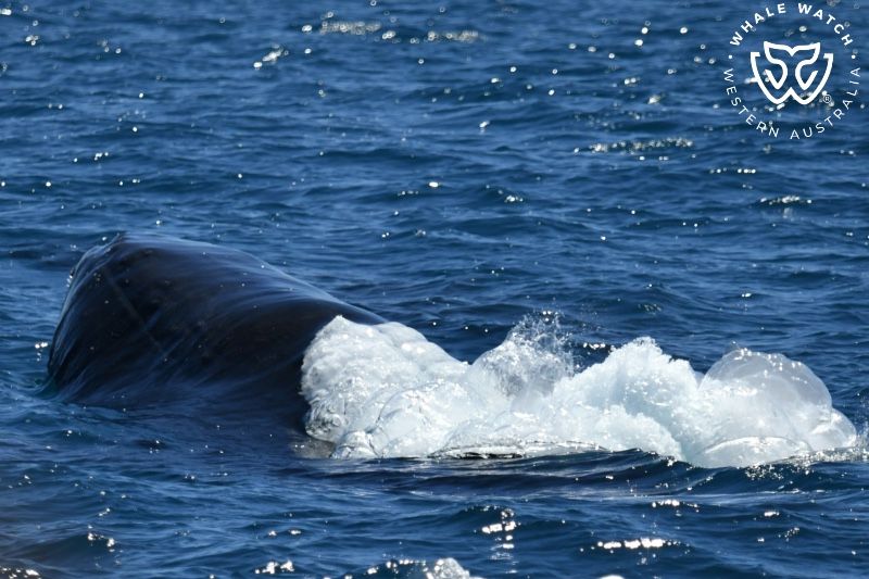 Whale Watch Western Australia