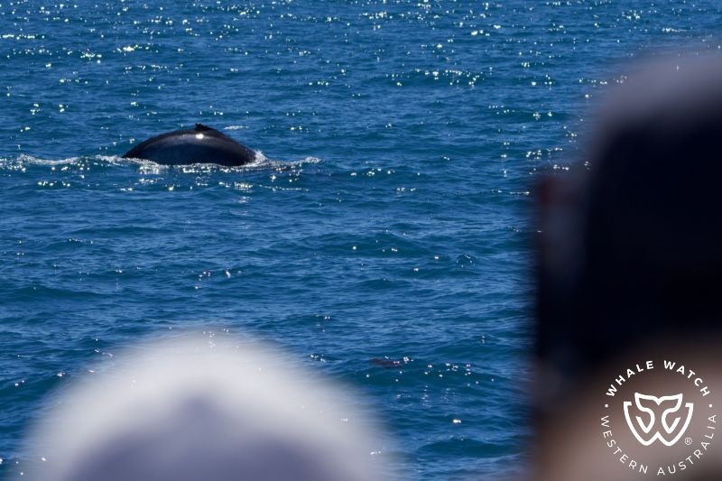 Whale Watch Western Australia