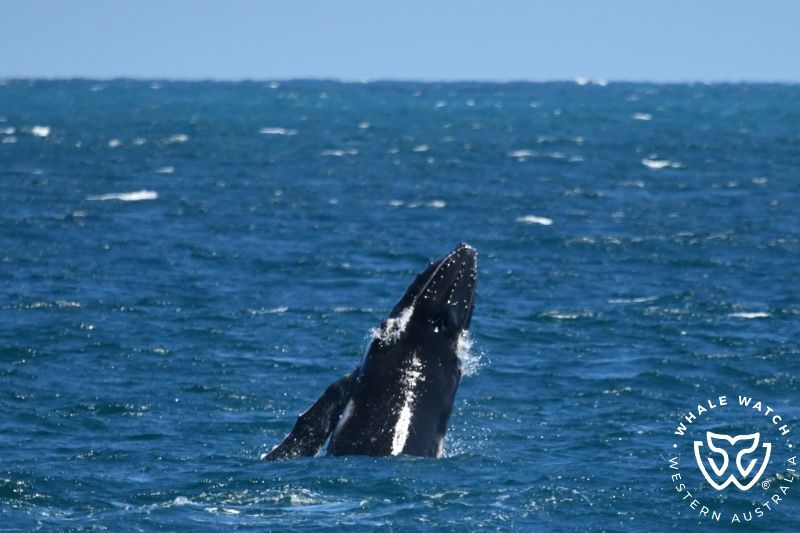 Whale Watch Western Australia