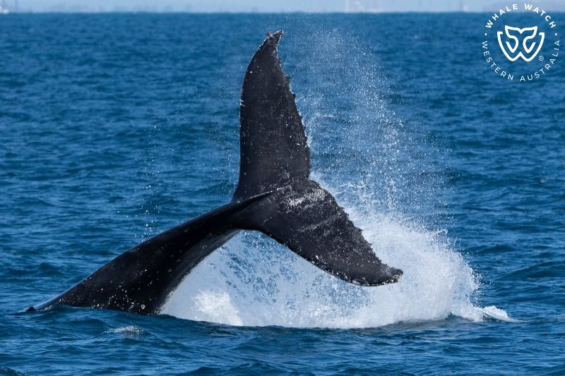 Whale Watch Western Australia