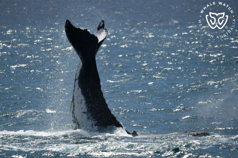 Whale Watch Western Australia