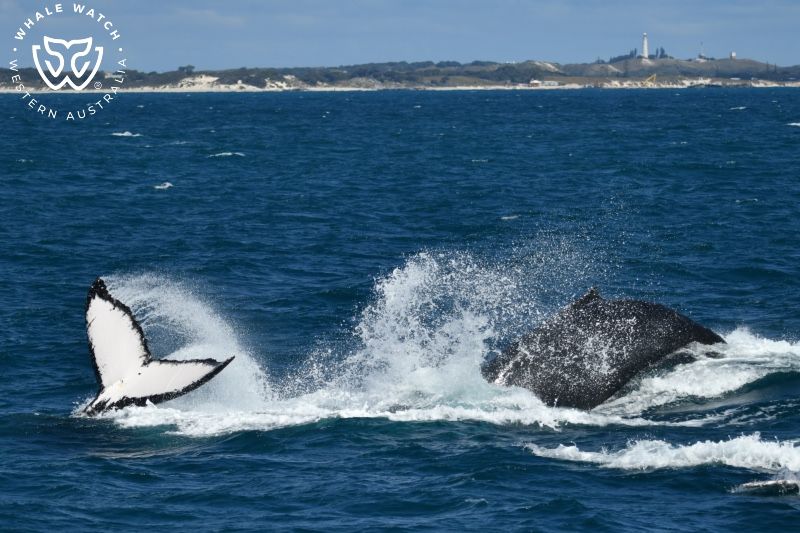 Whale Watch Western Australia