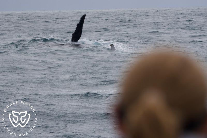 Whale Watch Western Australia