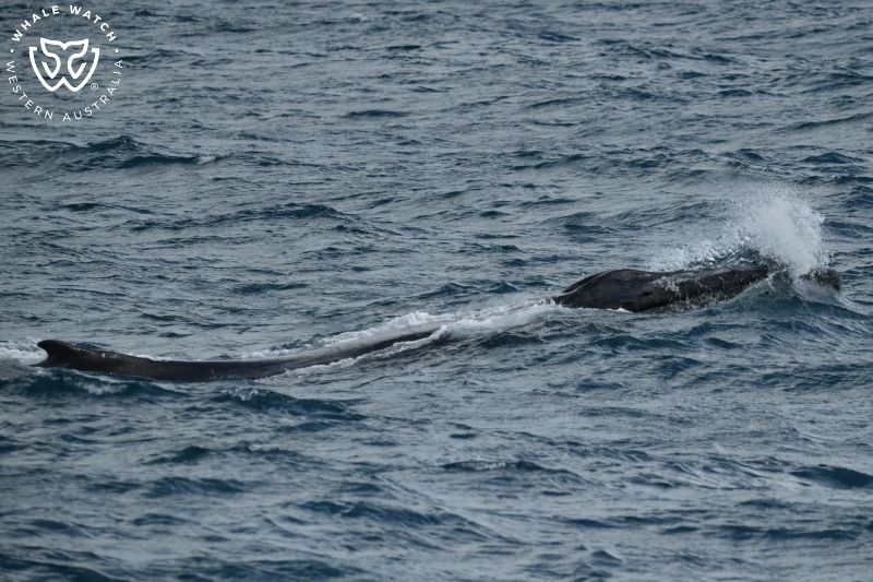 Whale Watch Western Australia