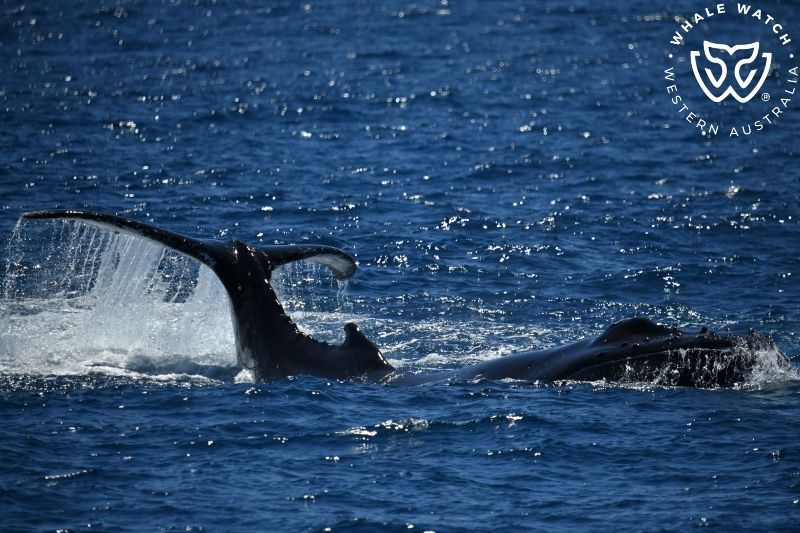 Whale Watch Western Australia