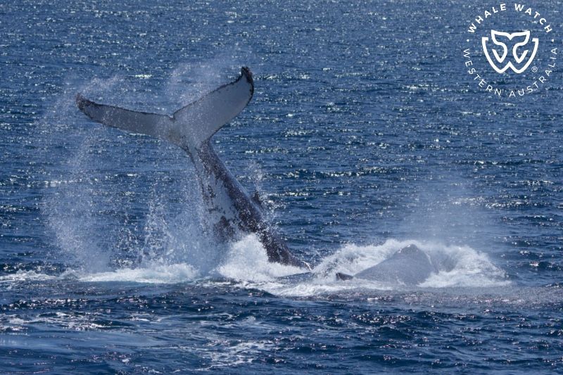 Whale Watch Western Australia