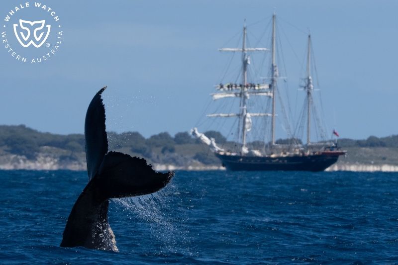 Whale Watch Western Australia