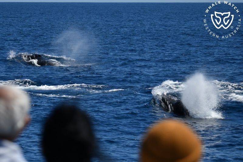 Whale Watch Western Australia