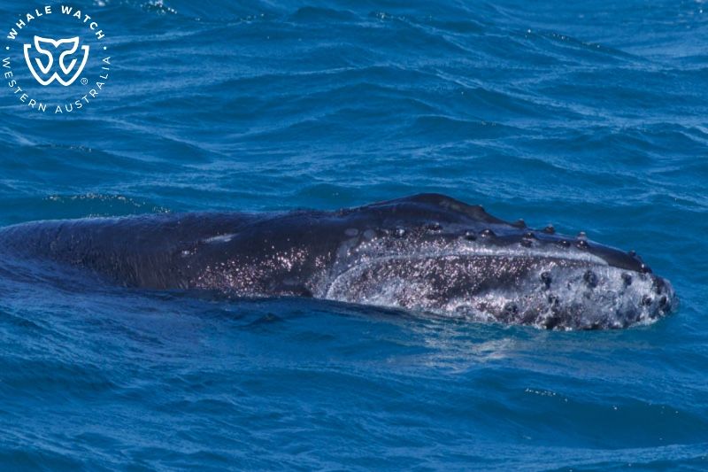 Whale Watch Western Australia