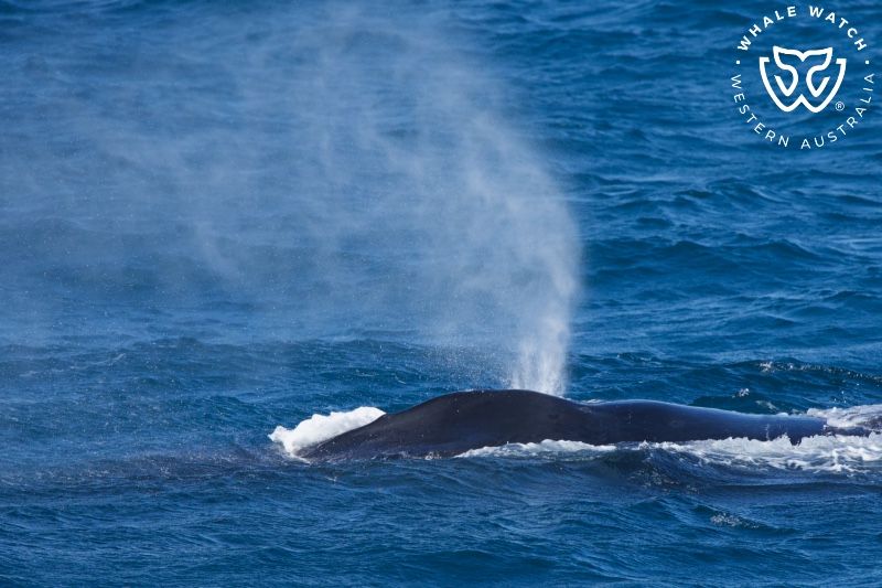 Whale Watch Western Australia