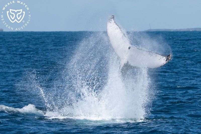 Whale Watch Western Australia