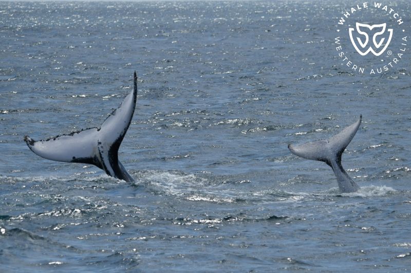 Whale Watch Western Australia