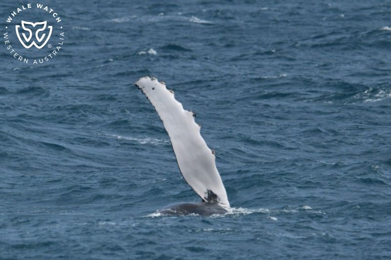 Whale Watch Western Australia