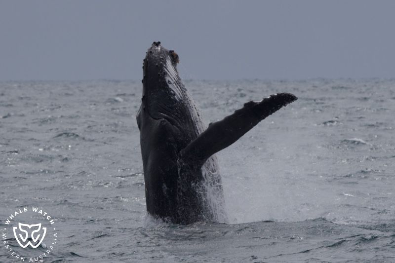 Whale Watch Western Australia