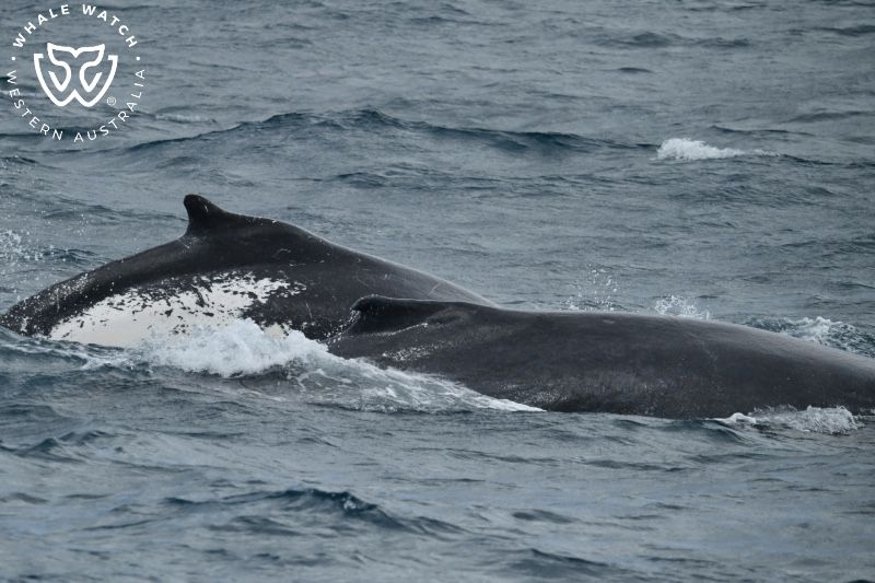 Whale Watch Western Australia