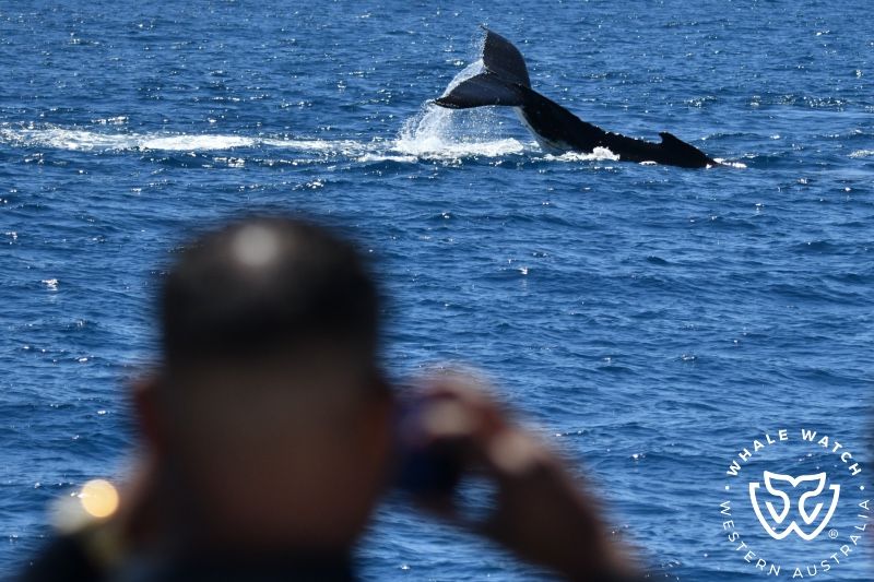 Whale Watch Western Australia