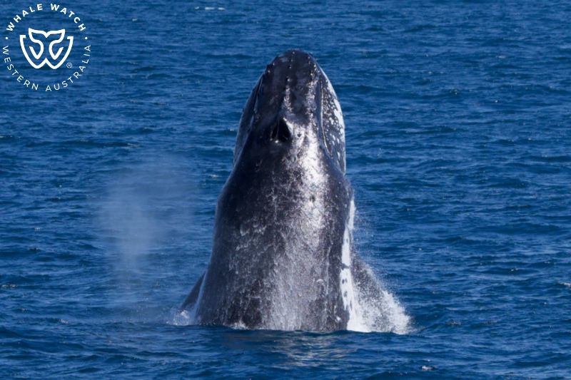 Whale Watch Western Australia