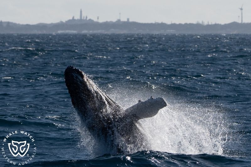 Whale Watch Western Australia