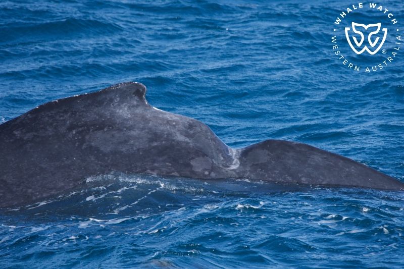 Whale Watch Western Australia