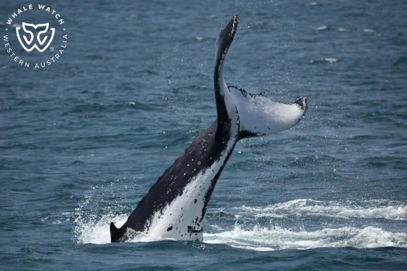 Whale Watch Western Australia