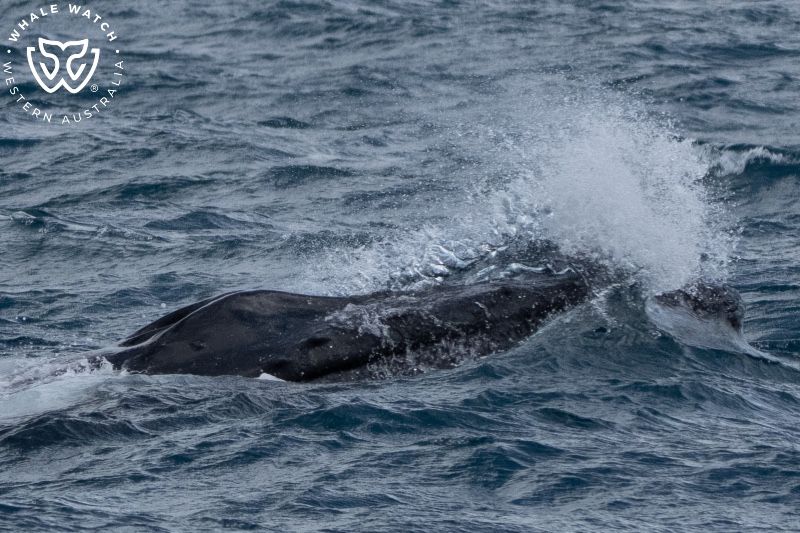 Whale Watch Western Australia