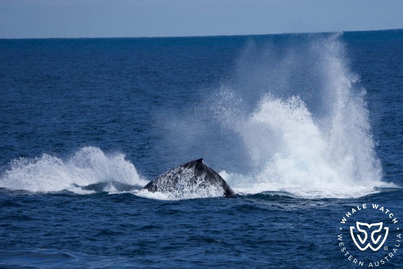 Whale Watch Western Australia