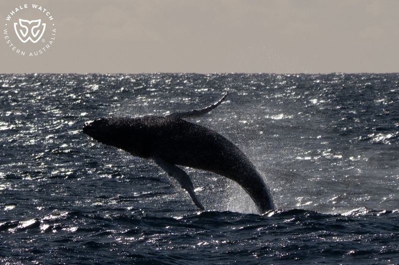 Whale Watch Western Australia