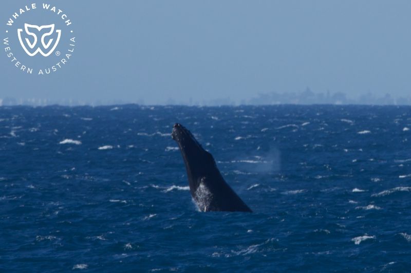 Whale Watch Western Australia