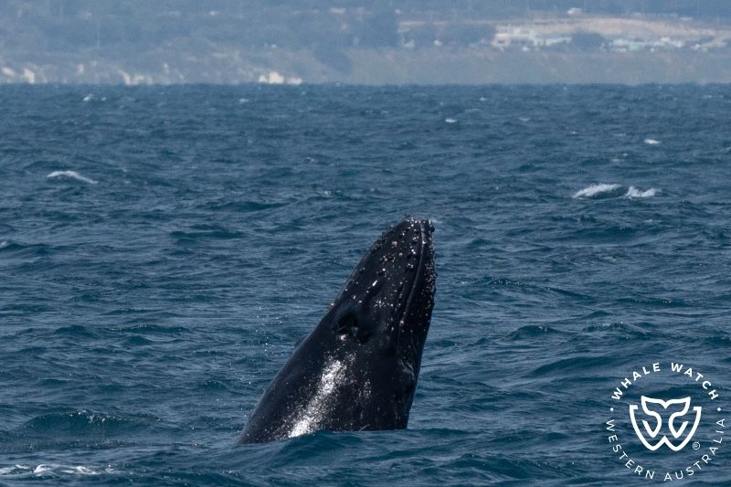 Whale Watch Western Australia