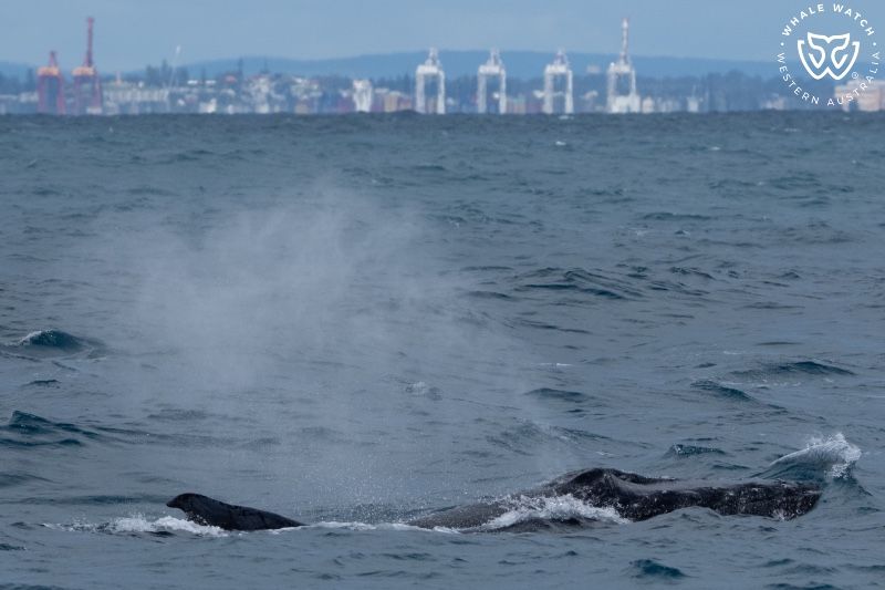 Whale Watch Western Australia