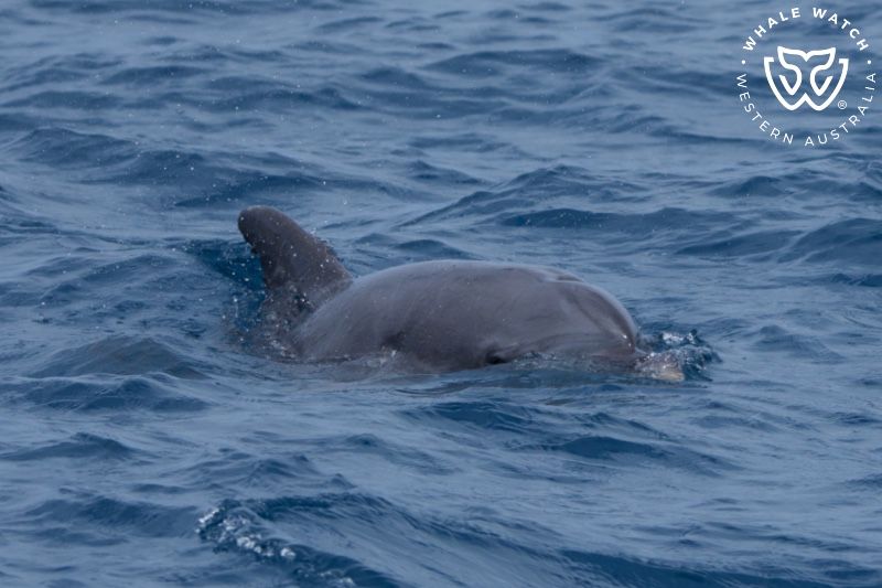Whale Watch Western Australia