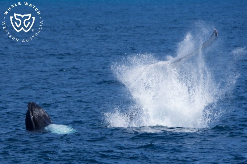 Whale Watch Western Australia