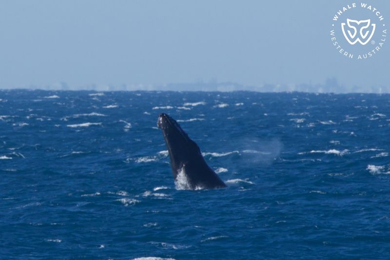 Whale Watch Western Australia
