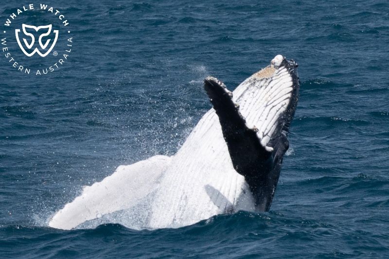 Whale Watch Western Australia