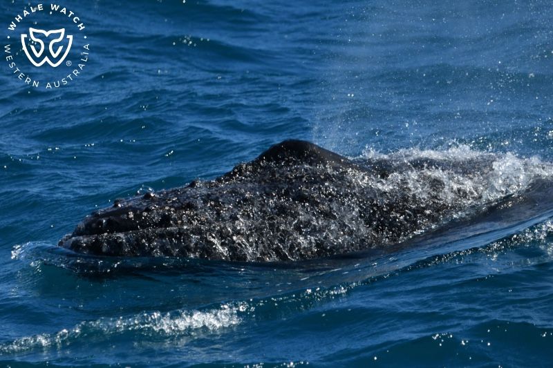 Whale Watch Western Australia