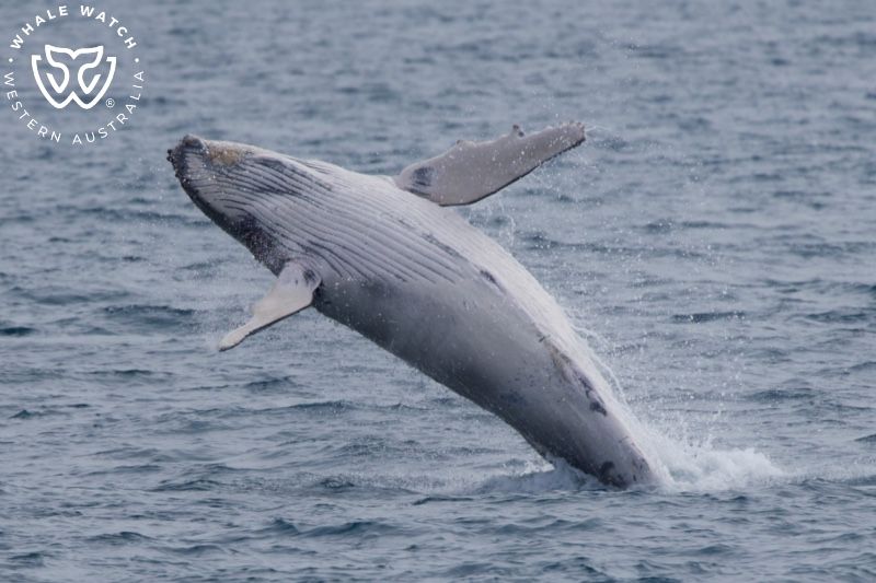 Whale Watch Western Australia