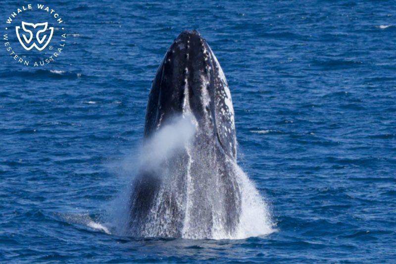 Whale Watch Western Australia