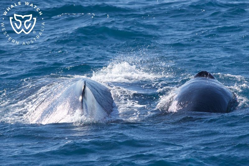 Whale Watch Western Australia