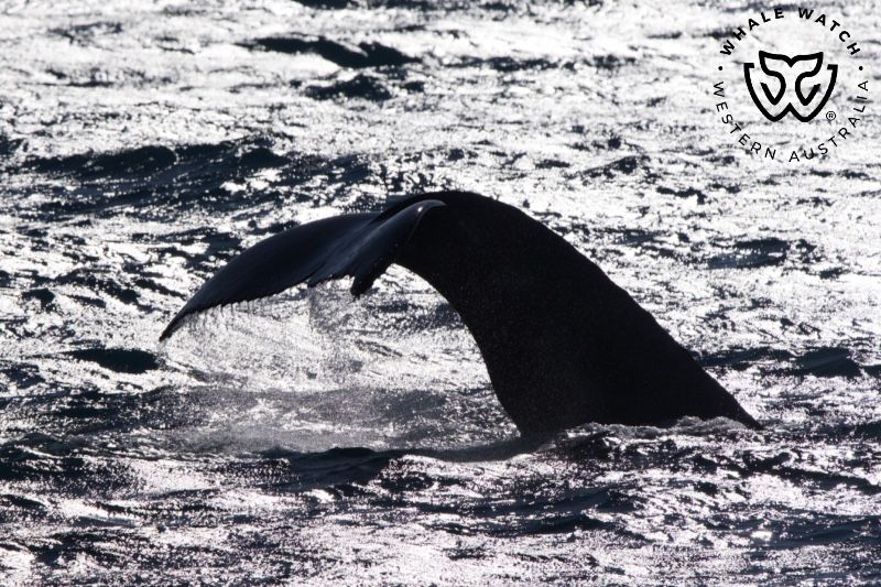 Whale Watch Western Australia