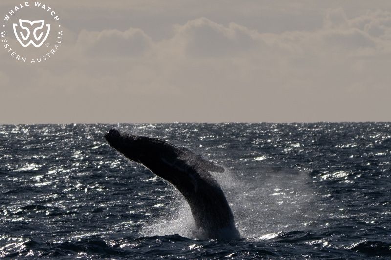 Whale Watch Western Australia
