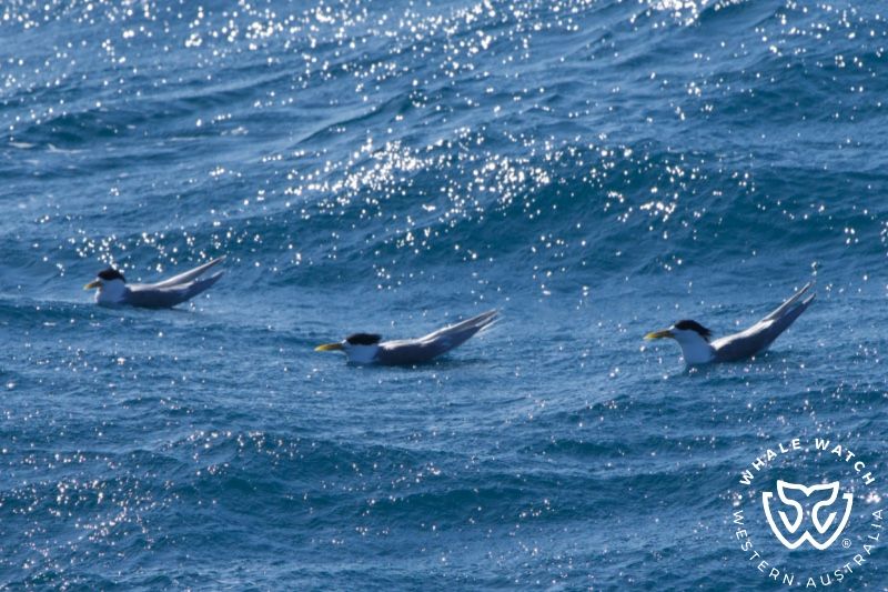 Whale Watch Western Australia