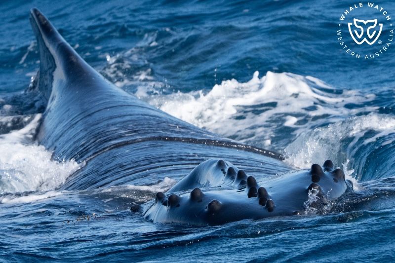 Whale Watch Western Australia