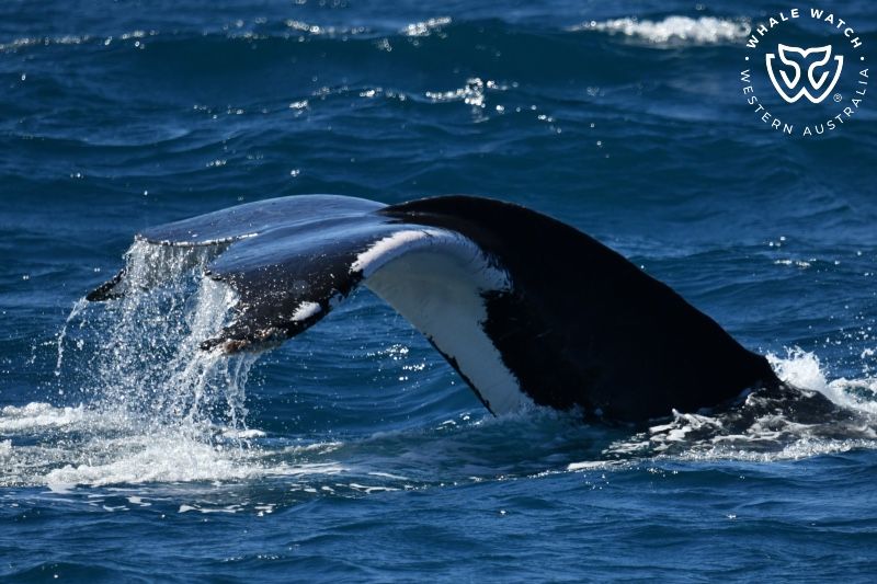 Whale Watch Western Australia